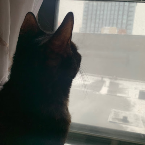 ilovemycat777